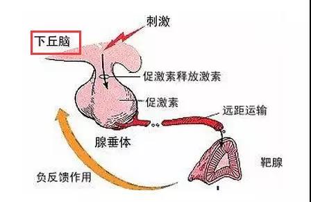 腺垂体功能减退症